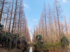 -东平国家森林公园