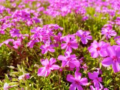 -羊亭河湿地公园