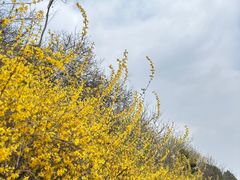 -北京西山国家森林公园