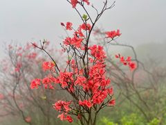 -大围山国家森林公园