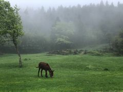 -武陵山森林公园
