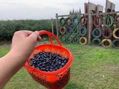 -金谷域澳洲庄园