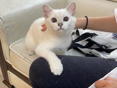 -lincat·猫舍(广州店)