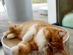 -瞄一喵猫咖(格力海岸店)