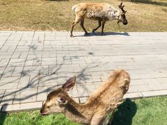 -北京鹿世界主题园