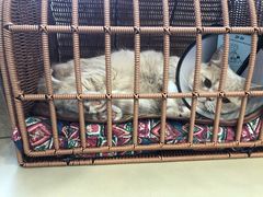 -喜多萌中农锦绣动物医院24H·猫科·牙科MRI·CT