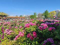 -曹州百花园