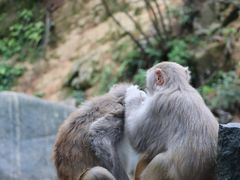 -姑婆山旅游区