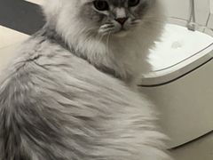 -瑞鹏宠物医院·骨科·猫科·内科(第一中心)