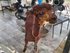 -美家乐农庄·露营·团建(大治路店)