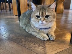 -蓝鲸·缅因猫舍