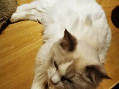 -滚猫咖啡·猫咖·猫友好撸猫(未来城店)