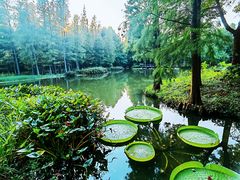 -上海滨江森林公园