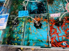 -清平路水族市场