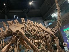 -自贡恐龙博物馆