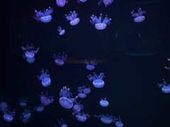 -石家庄极地海洋世界