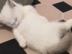 -创凡宠物医院·骨专科  猫科中心(西乡分院)