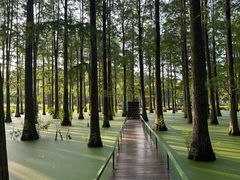-渌洋湖湿地公园