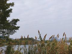 -广东花都湖国家湿地公园