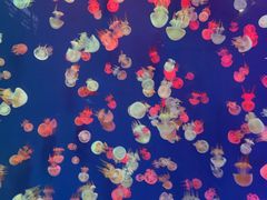 -成都浩海立方海洋公园