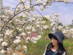 -丁香湖公园