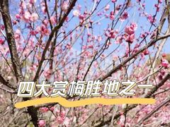 -梅花山(明孝陵内)