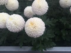 -上海鲜花港