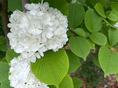 -上海滨江森林公园