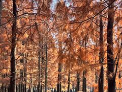 -上海海湾国家森林公园