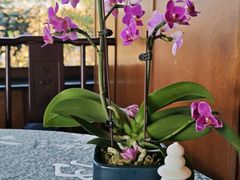 -湖畔居茶楼(湖滨店)