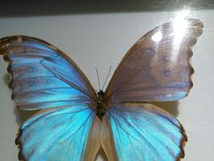 -上海昆虫博物馆