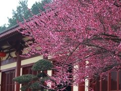-庐山风景名胜区-东林大佛