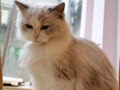 -猫咪派对(江南西店)