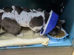 -pd派德宠物中心医院24H急重症·眼科中心·血液透析中心(嵩山北路店)