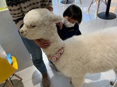 -RU DUCK柯尔鸭公社·撸鸭俱乐部·羊驼·小香猪