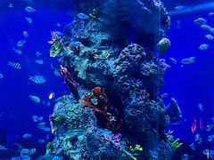 -芜湖新华联大白鲸海洋公园