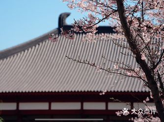 鉴真路樱花大道|扬州人心中的鼋头渚
