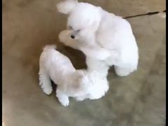 -PETKIT小佩宠物·低压洗护(国顺东路店)