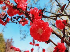 -大兴滨河森林公园