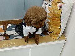 -纳吉亚猫专科动物诊疗中心(蒋宅口分院)