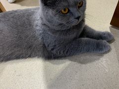 -藏猫猫咖啡主题馆(中央大道店)