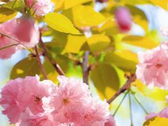 -长白岛森林公园