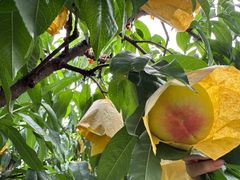 -老袁家蜜桃农场·阳山水蜜桃