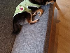-南京Hallo宠物乐园·哈罗犬舍·柴犬繁育基地