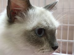 -藏猫猫咖啡主题馆(中央大道店)
