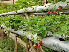 -金马仑薰衣草花园(Cameron Lavender)