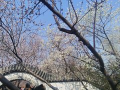 -桃花堤公园