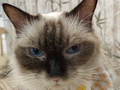 -楼上猫咖(罗湖店)