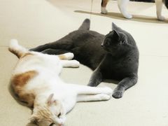 -藏猫猫咖啡主题馆(中央大道店)