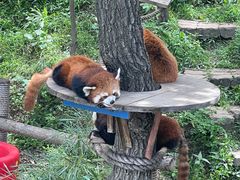 -大连森林动物园